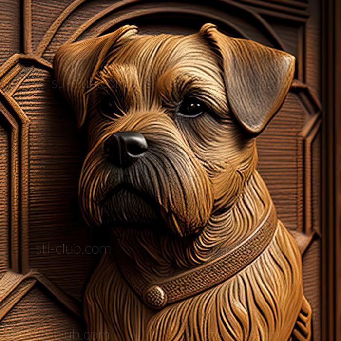 st Border Terrier dog